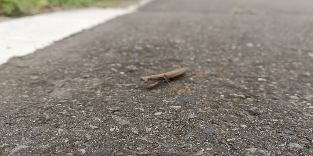 f:id:itotto:20181008152322j:plain f:id:itotto:20181008152322j:plain