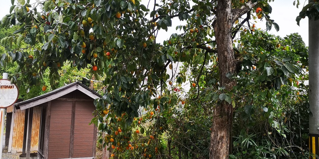 f:id:itotto:20181008152731j:plain f:id:itotto:20181008152731j:plain