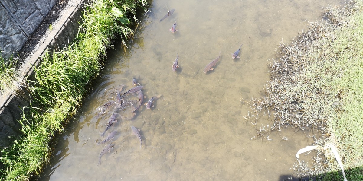 f:id:itotto:20190505111203j:plain