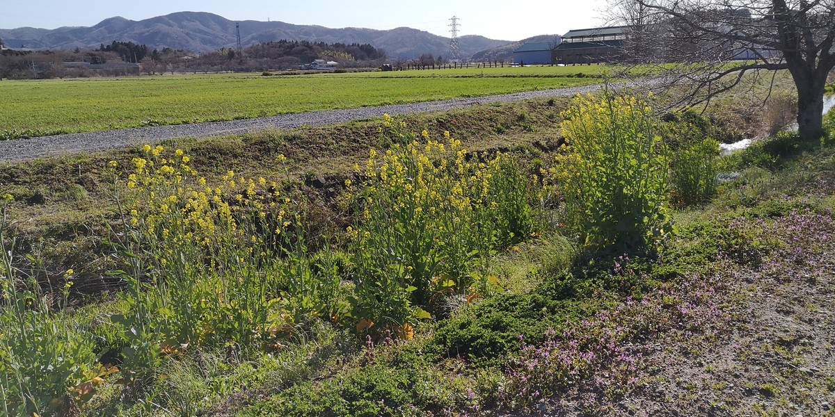 f:id:itotto:20200320151358j:plain