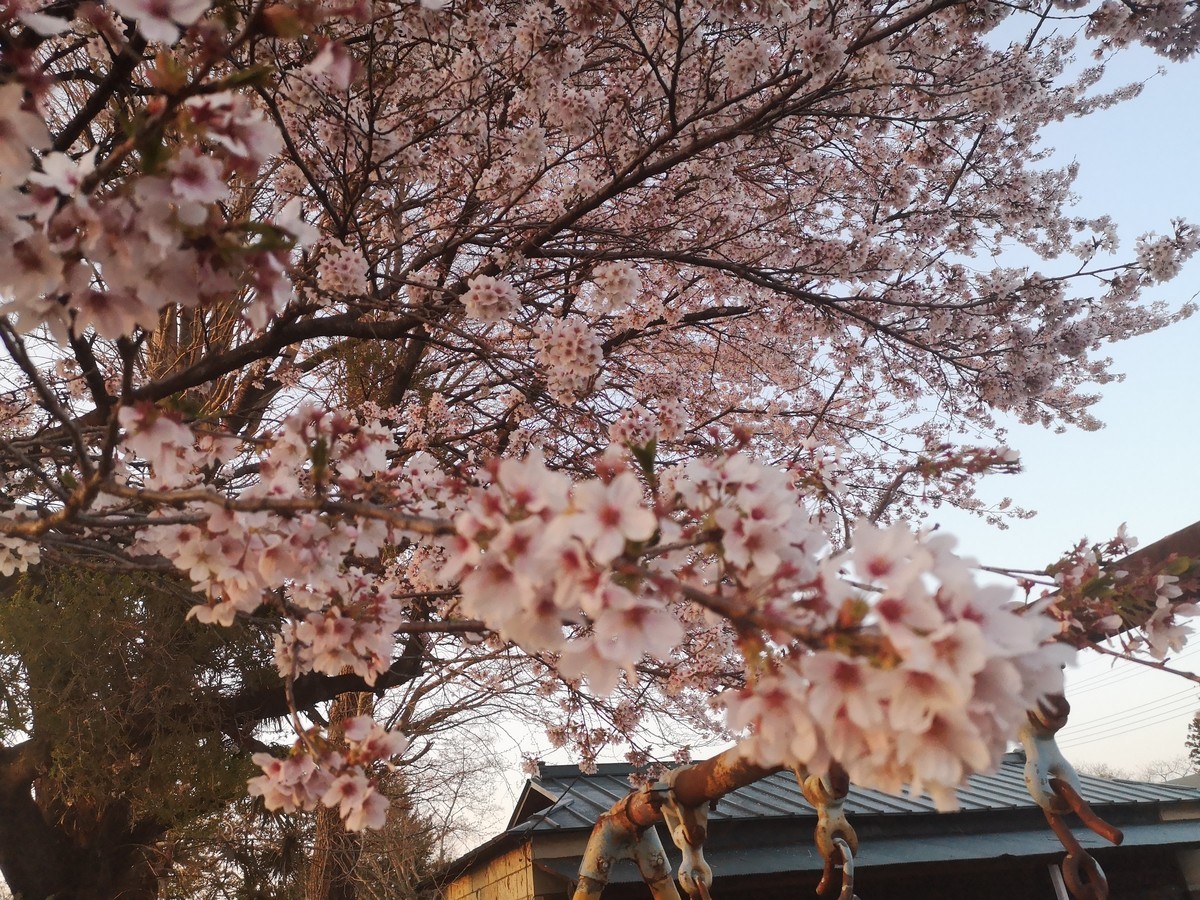 f:id:itotto:20220409175105j:plain