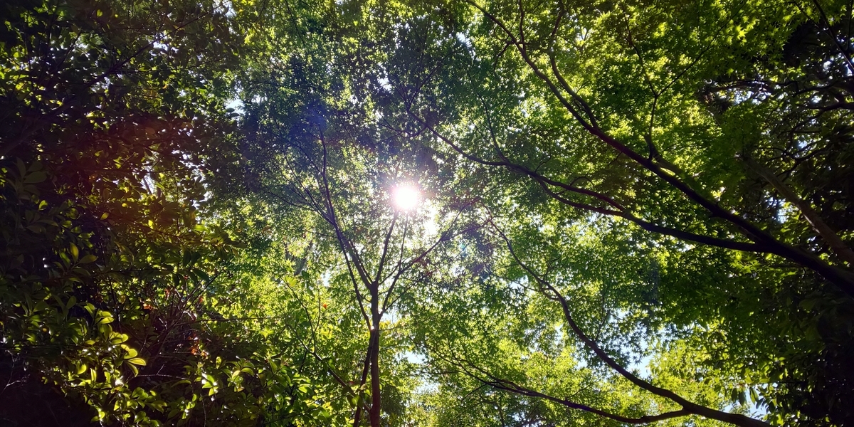 f:id:itsukigurumaki:20190702124800j:plain f:id:itsukigurumaki:20190702124800j:plain