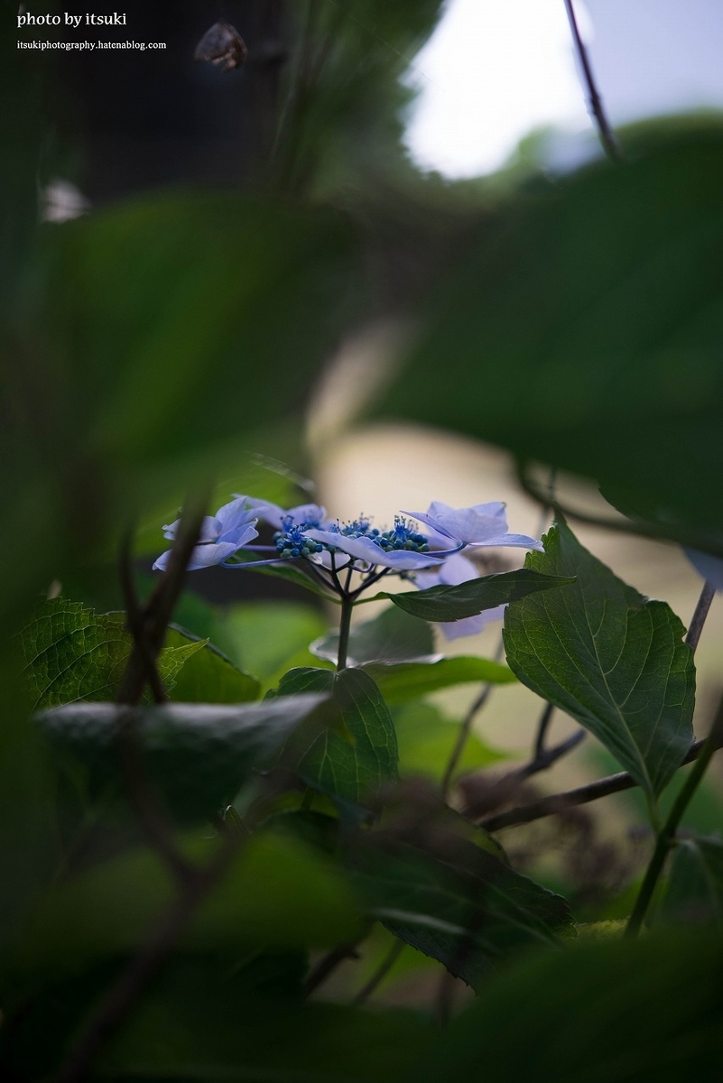 f:id:itsukiphotography:20210626194019j:plain