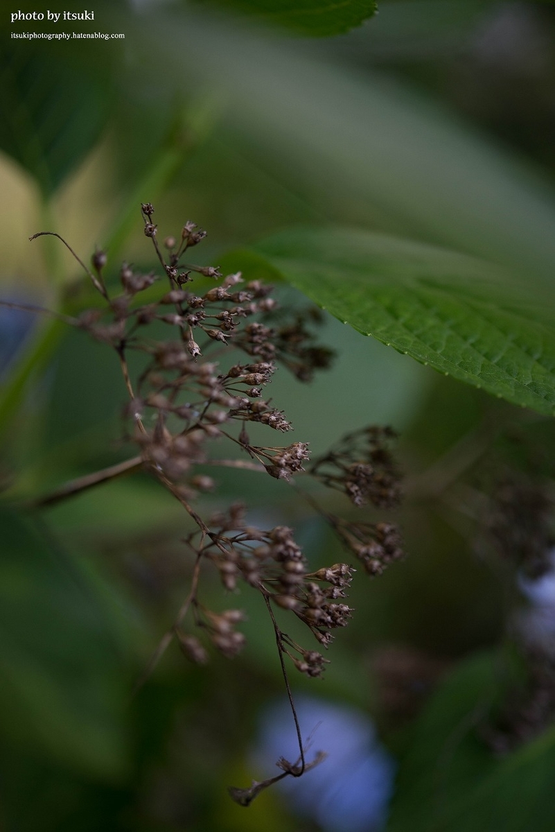 f:id:itsukiphotography:20210626194120j:plain