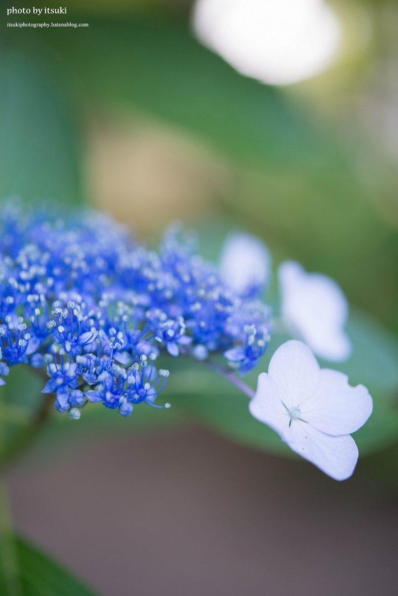 f:id:itsukiphotography:20210626194152j:plain