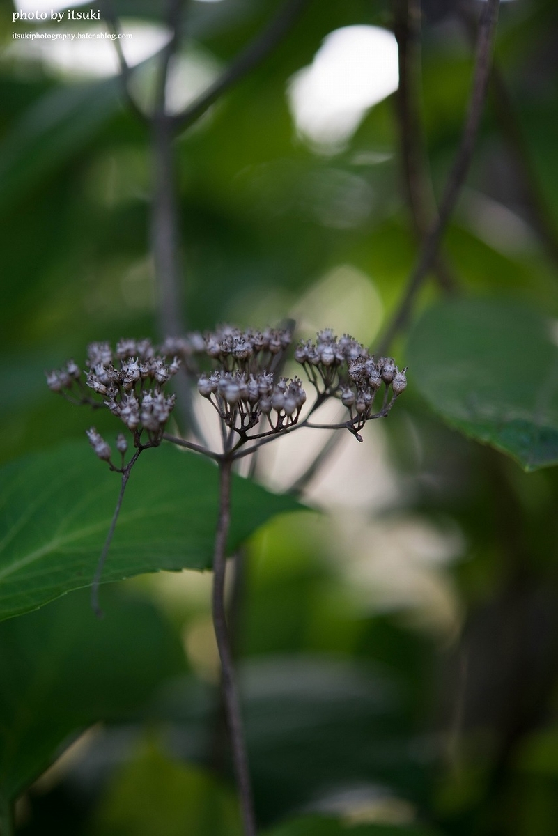 f:id:itsukiphotography:20210626194229j:plain