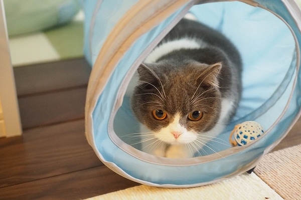 キャットトンネル それは猫の秘密の隠れ場所 にゃんこ２匹と一人暮らし