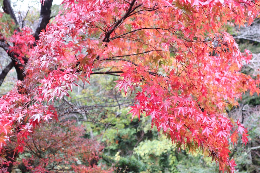 f:id:itsumiusui:20191124211721j:plain f:id:itsumiusui:20191124211721j:plain