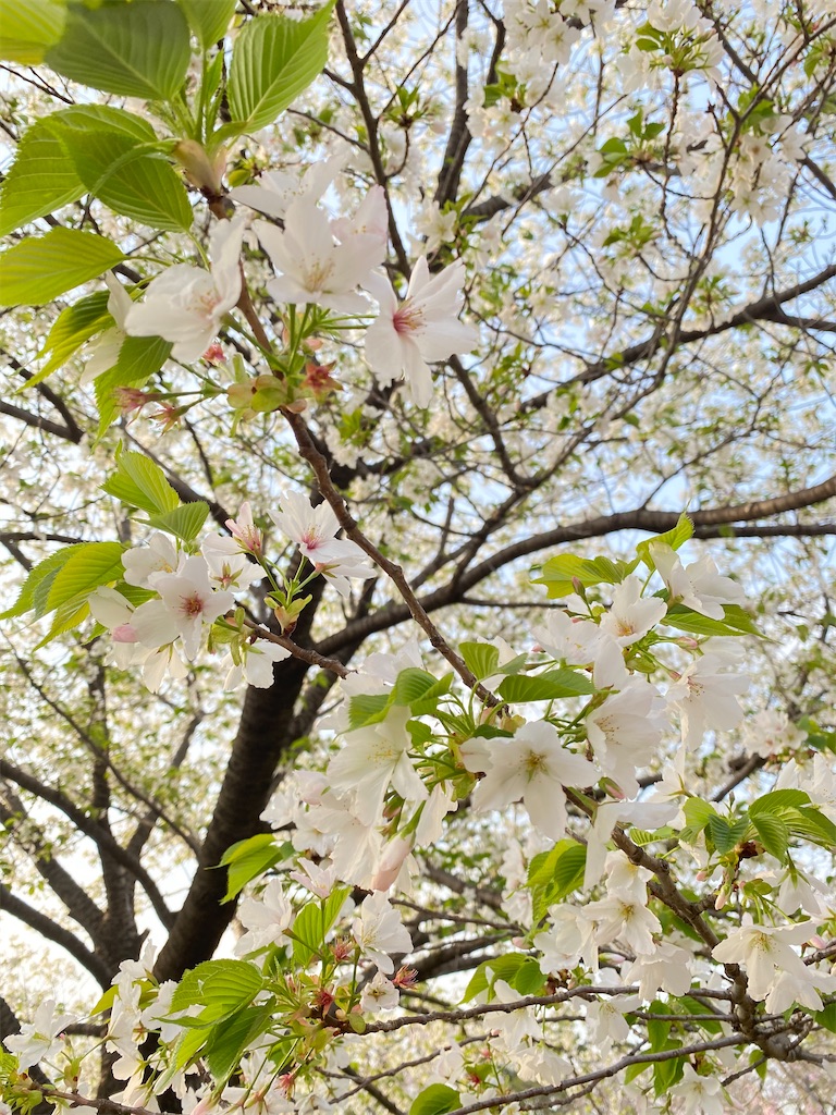 f:id:itsumiusui:20210401225925j:plain