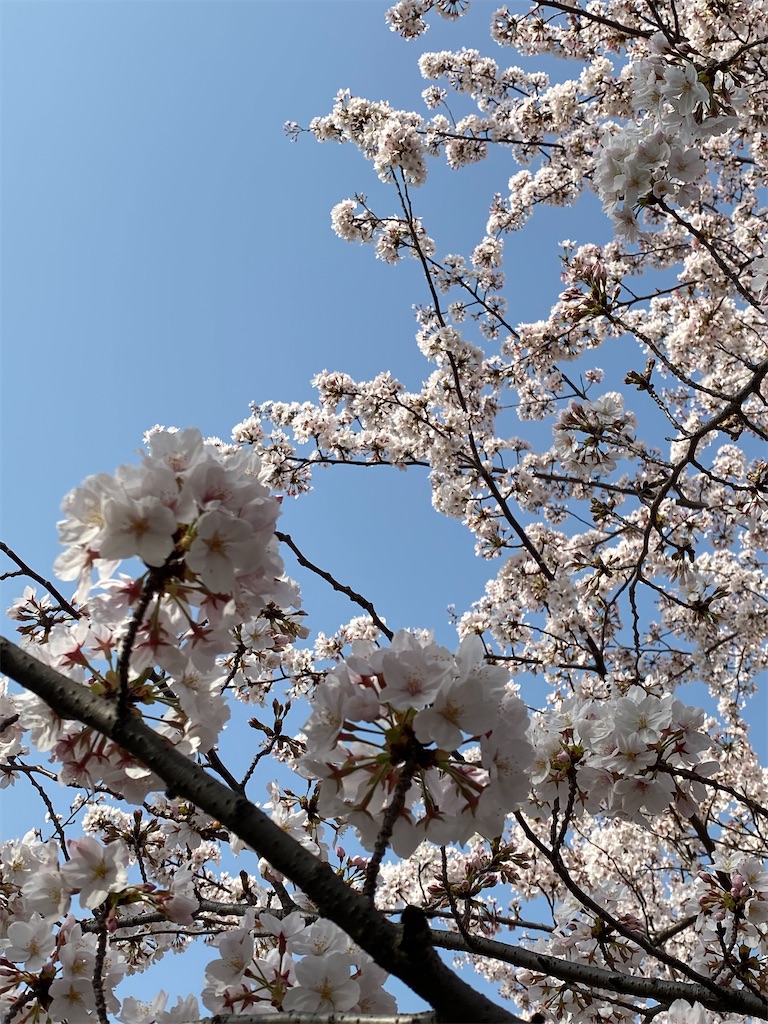 f:id:itsumiusui:20210401225941j:plain