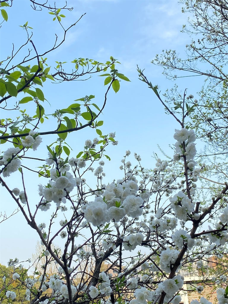f:id:itsumiusui:20210401225945j:plain