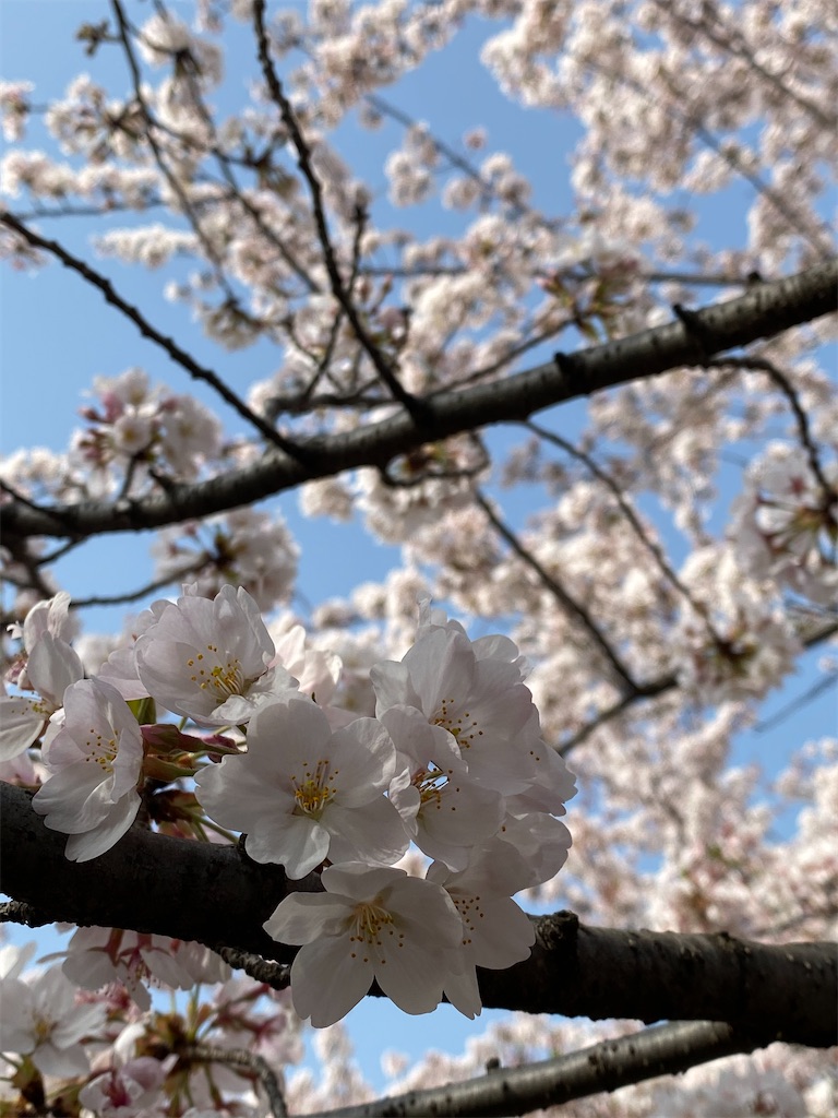 f:id:itsumiusui:20210401225948j:plain