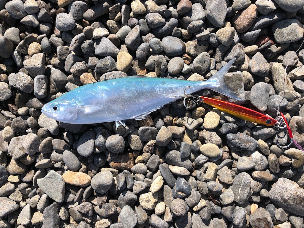 徳島県南ショアジギング - 青物を釣りたい！ 徳島ソルトルアー釣行