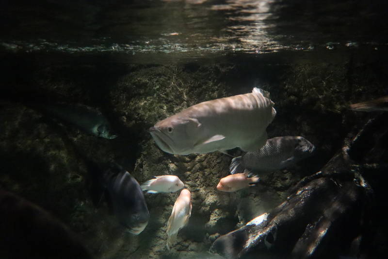 f:id:itsuwalove777:20190215140722j:plain