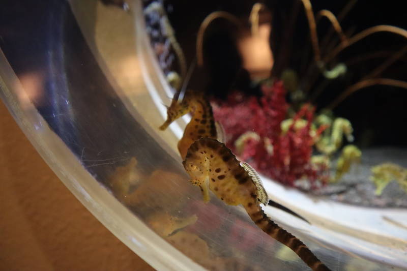 水族館魚図鑑 ビッグベリーシーホース ポットベリーシーホース Hippocampus Abdominalis 動物園 水族館に行こう