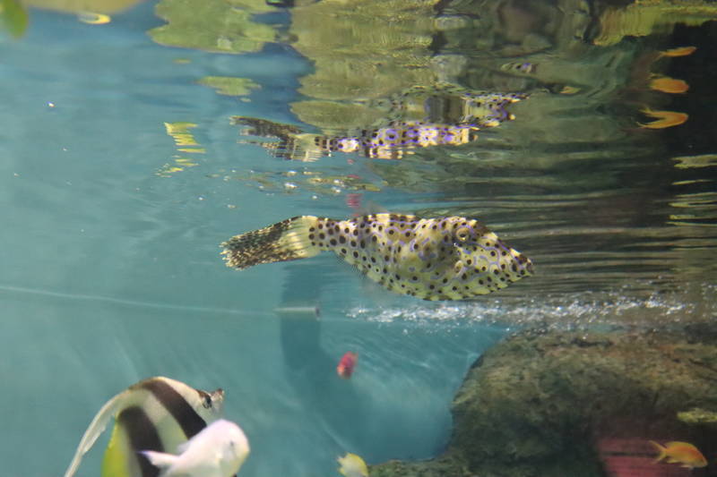 f:id:itsuwalove777:20190215154551j:plain f:id:itsuwalove777:20190215154551j:plain