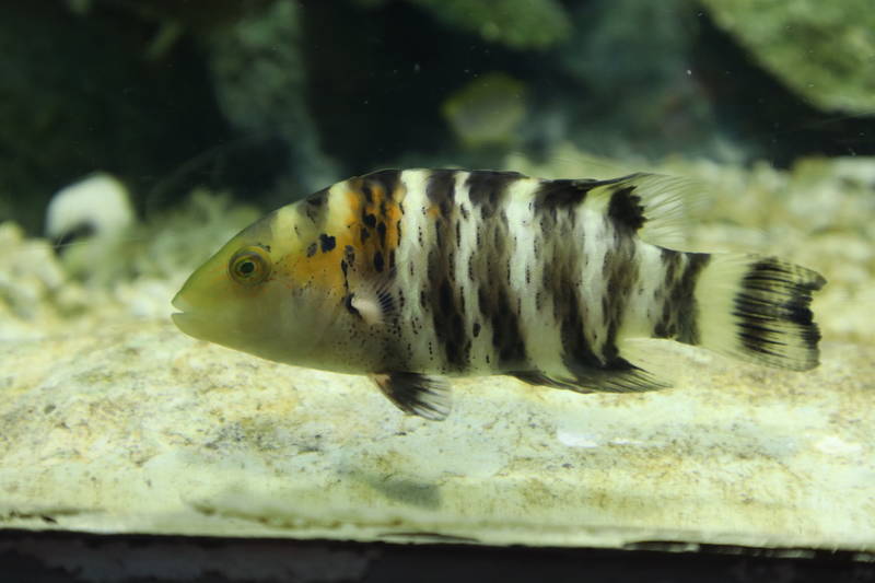f:id:itsuwalove777:20190215154609j:plain