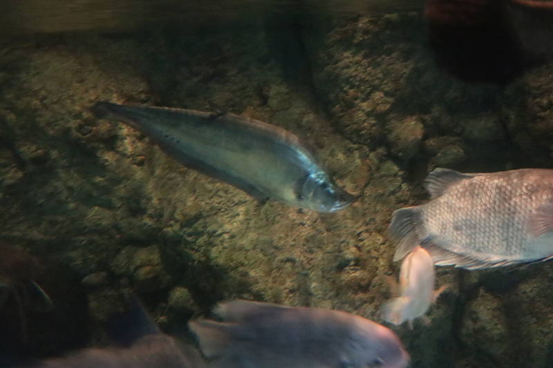 f:id:itsuwalove777:20190215161541j:plain