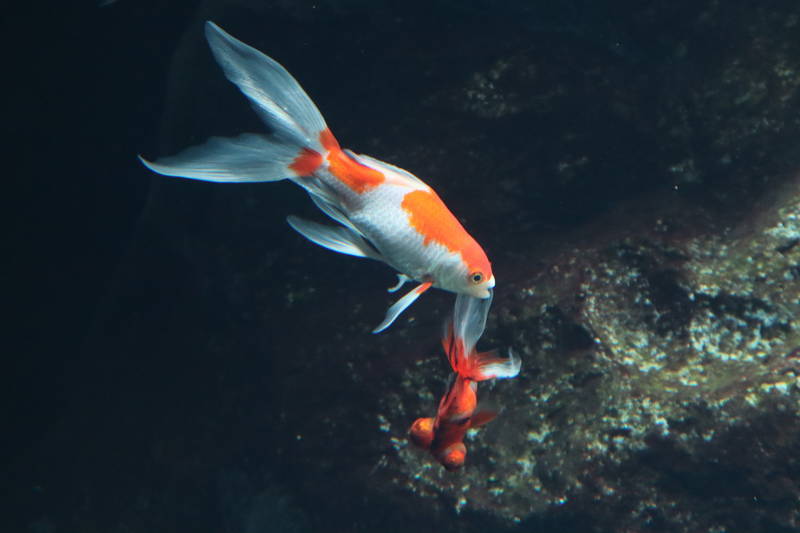 f:id:itsuwalove777:20190222134231j:plain
