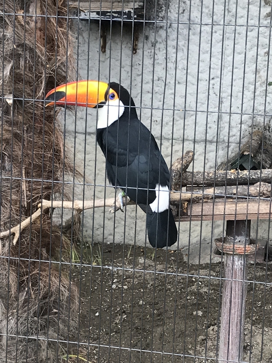 f:id:itsuwalove777:20190626022535j:plain f:id:itsuwalove777:20190626022535j:plain