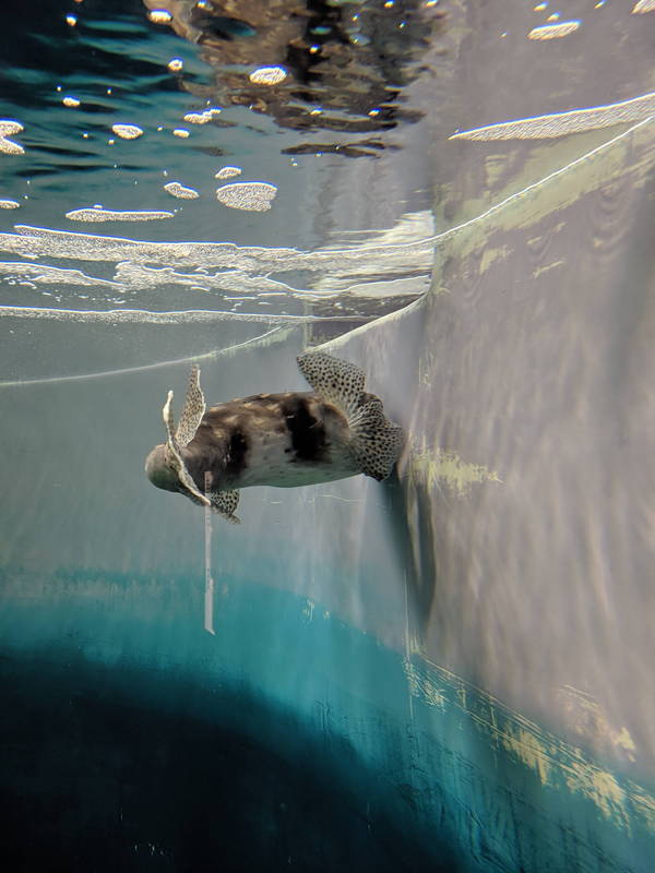 f:id:itsuwalove777:20191015132501j:plain