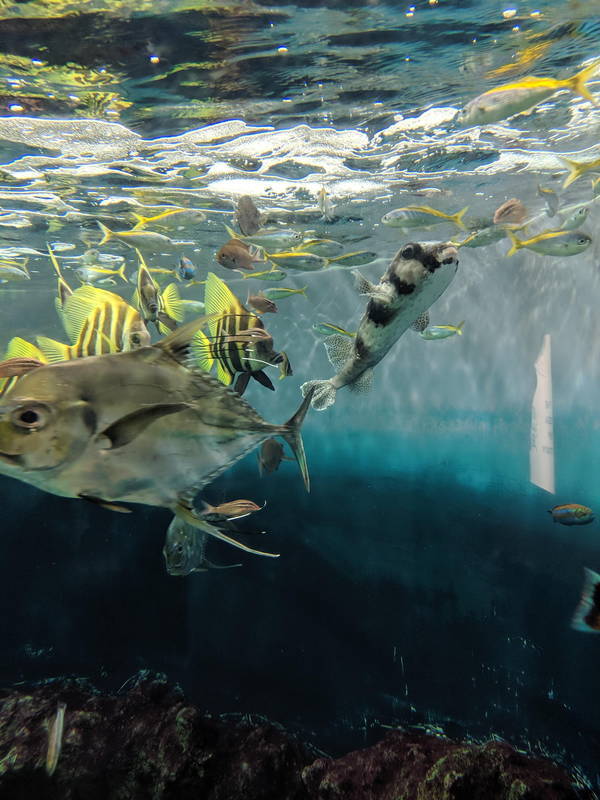 f:id:itsuwalove777:20191015132516j:plain