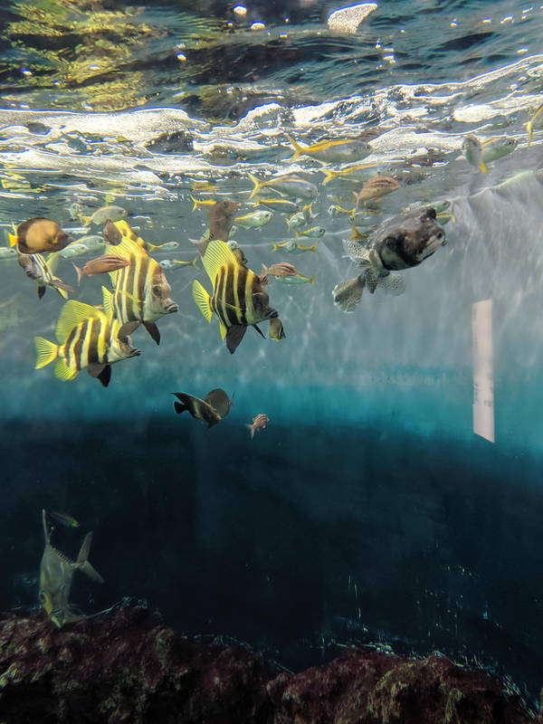 f:id:itsuwalove777:20191015132517j:plain