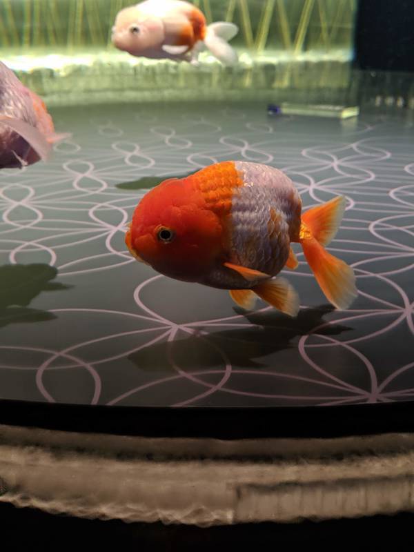 アンティーク 金魚屋 桶 古美術 骨董品 金魚 らんちゅう 飼育 楽天市場】（金魚）らんちゅう型ミックス（外国産）（1匹