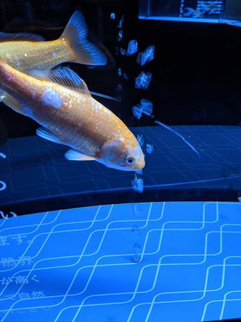 f:id:itsuwalove777:20191126001129j:plain