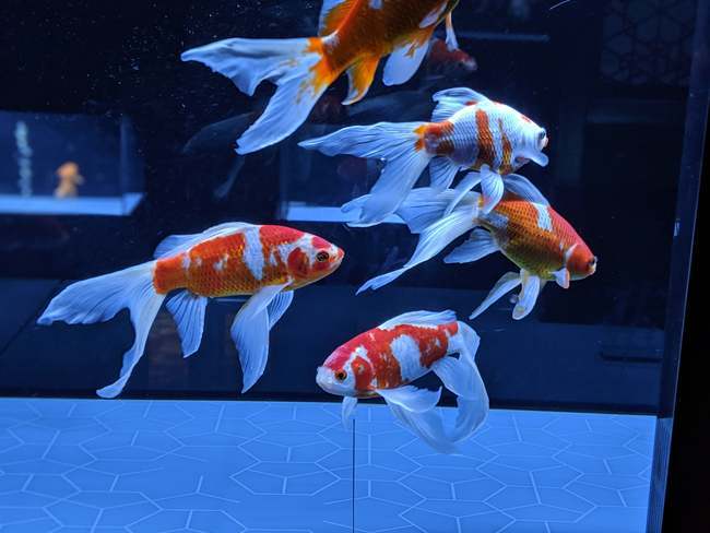 f:id:itsuwalove777:20191126002055j:plain