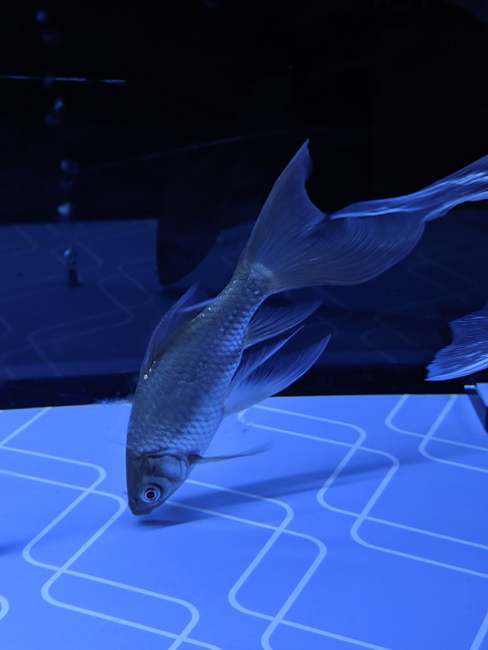 f:id:itsuwalove777:20191126002545j:plain