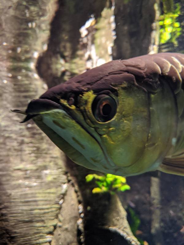 水族館魚図鑑-アジアアロワナ(Scleropages formosus) - 動物園