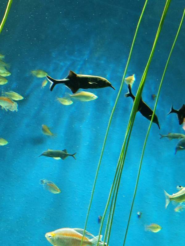 水族館魚図鑑 エレファントノーズフィッシュ Gnathonemus Petersii 動物園 水族館に行こう