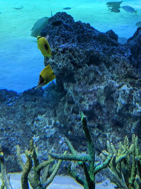 f:id:itsuwalove777:20200113193756j:plain f:id:itsuwalove777:20200113193756j:plain