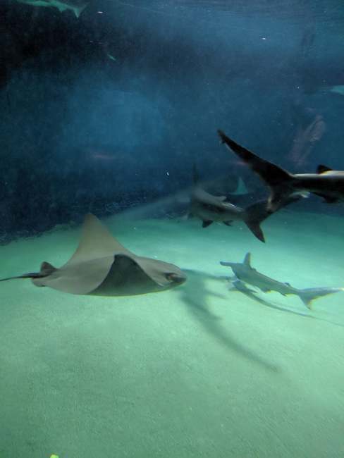 水族館魚図鑑-ウシバナトビエイ(Rhinoptera javanica) - 動物園