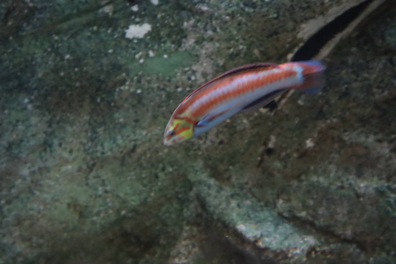 f:id:itsuwalove777:20200218214753j:plain f:id:itsuwalove777:20200218214753j:plain