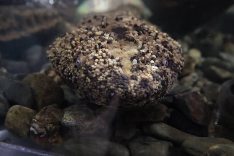 f:id:itsuwalove777:20200222211701j:plain