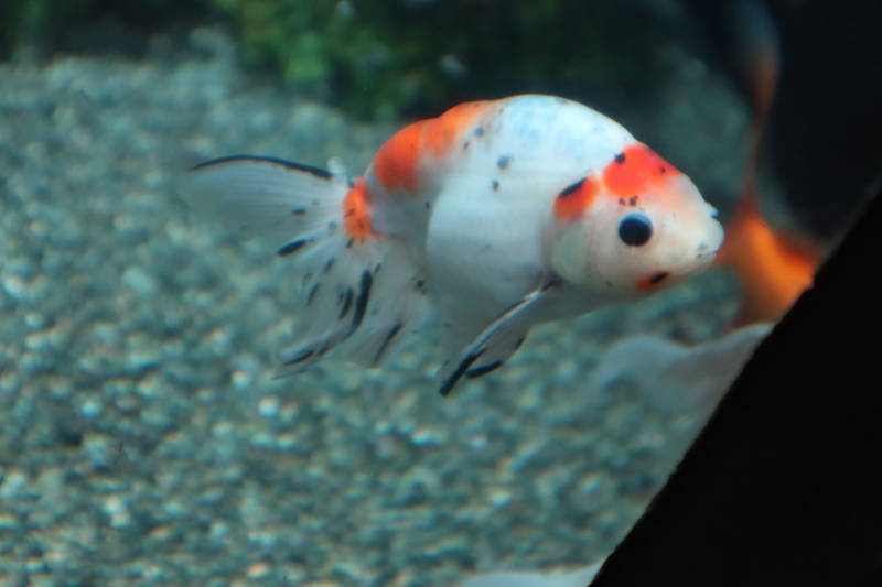 アンティーク 金魚屋 桶 古美術 骨董品 金魚 らんちゅう 飼育 楽天市場】(金魚 生体)国産 花房らんちゅう （7cm前後）（1匹