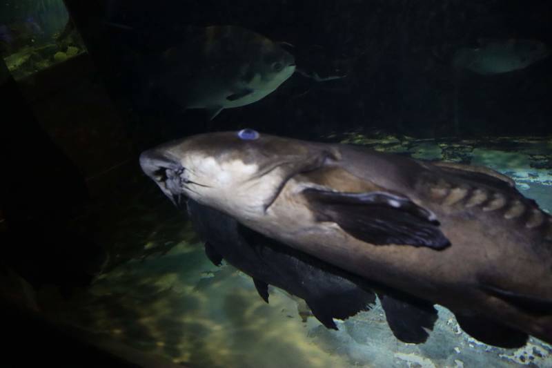 f:id:itsuwalove777:20200320051125j:plain f:id:itsuwalove777:20200320051125j:plain