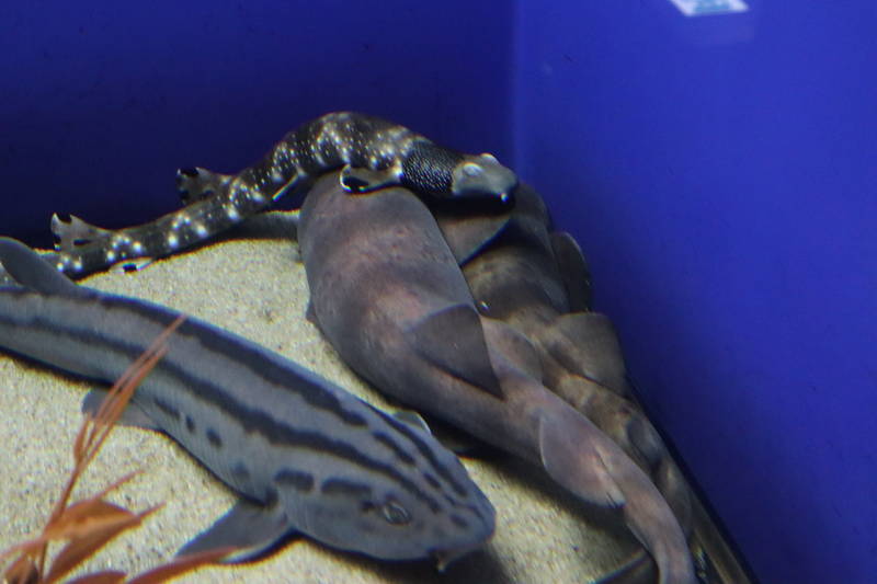 f:id:itsuwalove777:20200323034905j:plain f:id:itsuwalove777:20200323034905j:plain