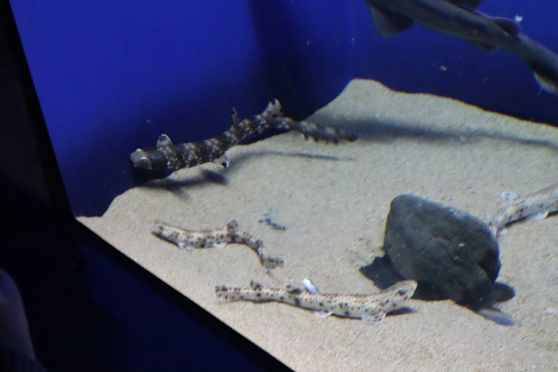 f:id:itsuwalove777:20200323035052j:plain f:id:itsuwalove777:20200323035052j:plain