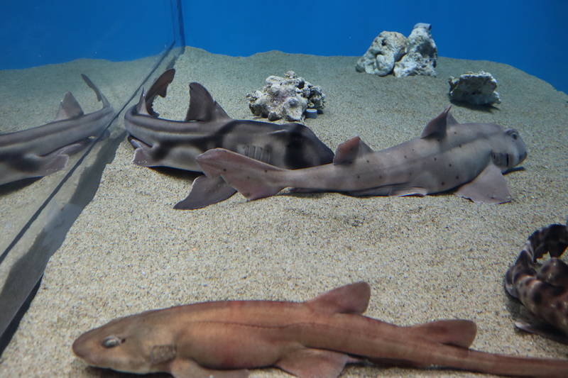 f:id:itsuwalove777:20200323040201j:plain f:id:itsuwalove777:20200323040201j:plain