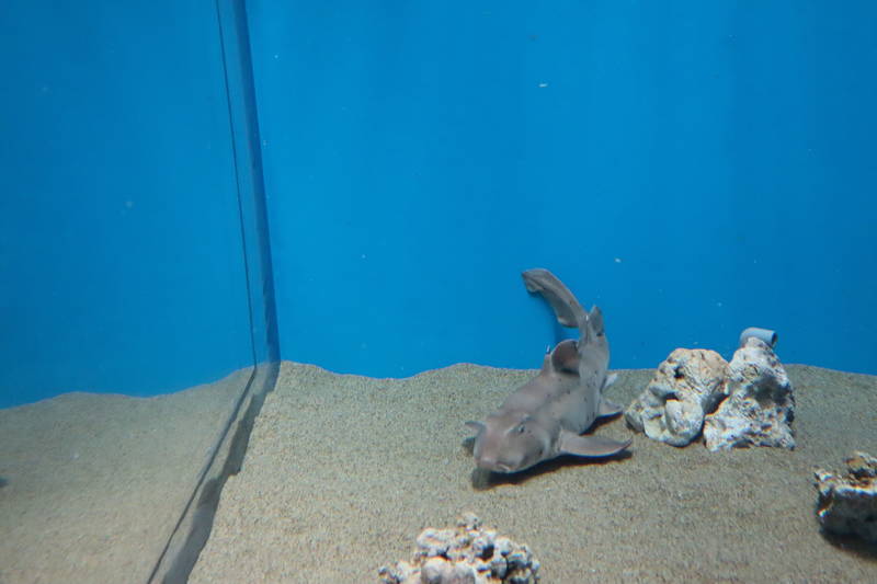 f:id:itsuwalove777:20200323040223j:plain f:id:itsuwalove777:20200323040223j:plain