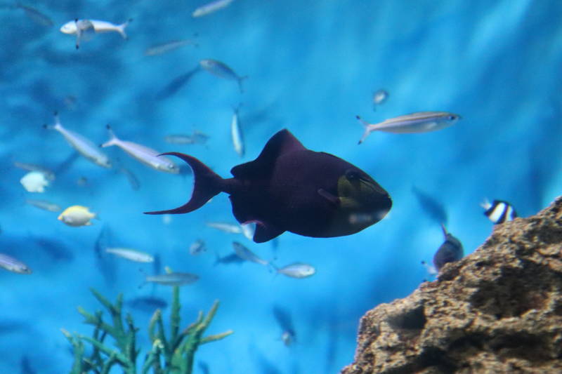 f:id:itsuwalove777:20200324011140j:plain f:id:itsuwalove777:20200324011140j:plain