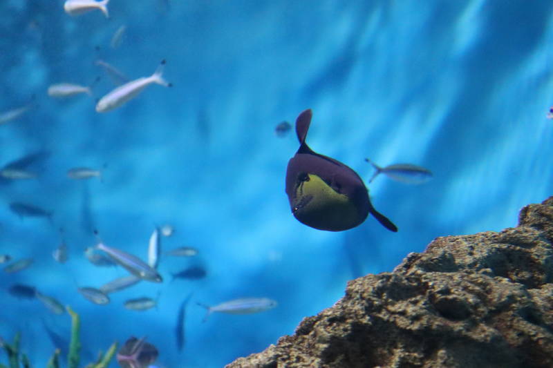 f:id:itsuwalove777:20200324011154j:plain f:id:itsuwalove777:20200324011154j:plain