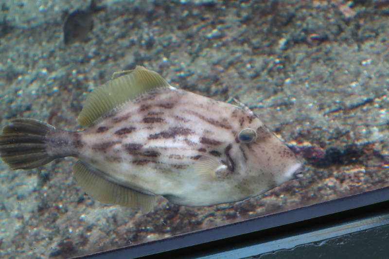 f:id:itsuwalove777:20200324011308j:plain f:id:itsuwalove777:20200324011308j:plain