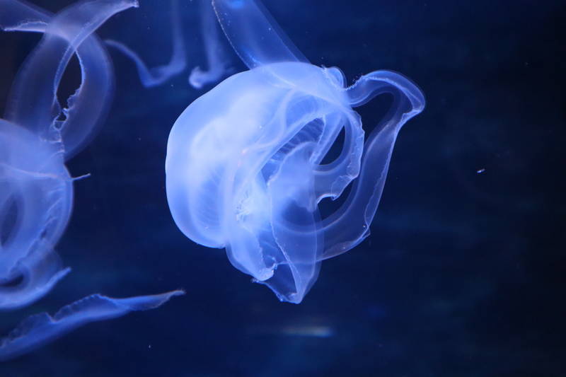 水族館で最も一般的な 7 つのダニオ魚