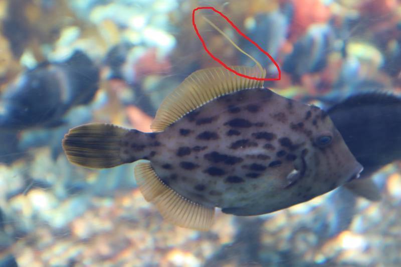 f:id:itsuwalove777:20200401070549j:plain f:id:itsuwalove777:20200401070549j:plain