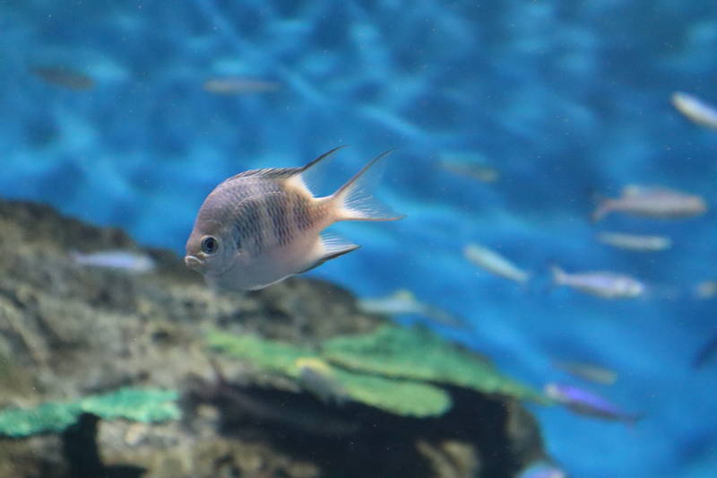 f:id:itsuwalove777:20200404183704j:plain f:id:itsuwalove777:20200404183704j:plain