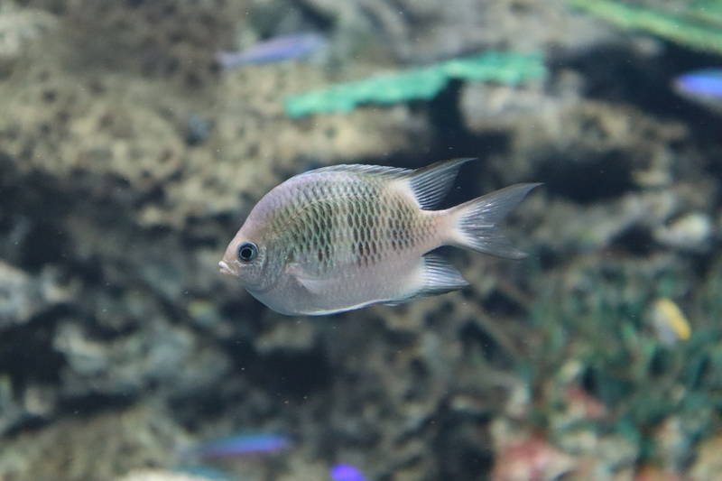 f:id:itsuwalove777:20200404183736j:plain f:id:itsuwalove777:20200404183736j:plain